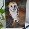 Barn Owl Blank Greeting Card - Picture from Original Painting - 15 x 21 cm