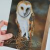 Barn Owl Blank Greeting Card - Picture from Original Painting - 15 x 21 cm
