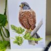 'Kestrel' - Blank Greeting Card - Picture from Original Drawing - 15 x 21 cm