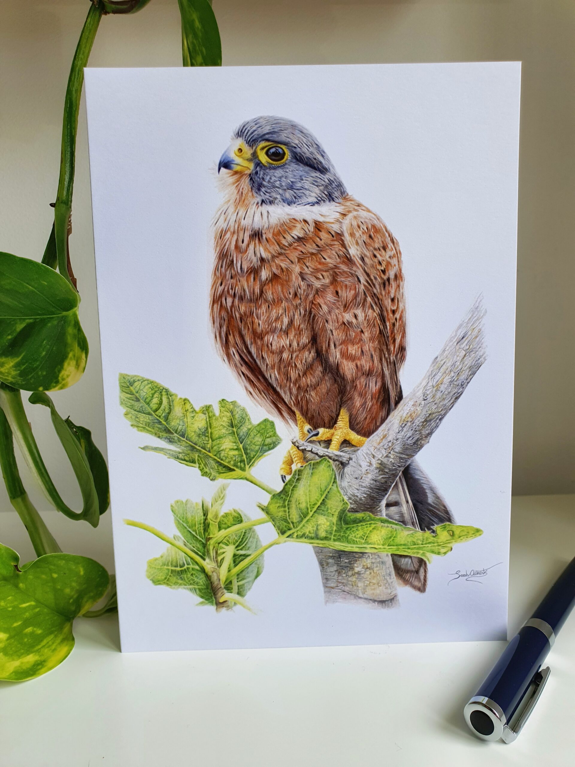 'Kestrel' - Blank Greeting Card - Picture from Original Drawing - 15 x 21 cm