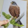 'Kestrel' - Blank Greeting Card - Picture from Original Drawing - 15 x 21 cm