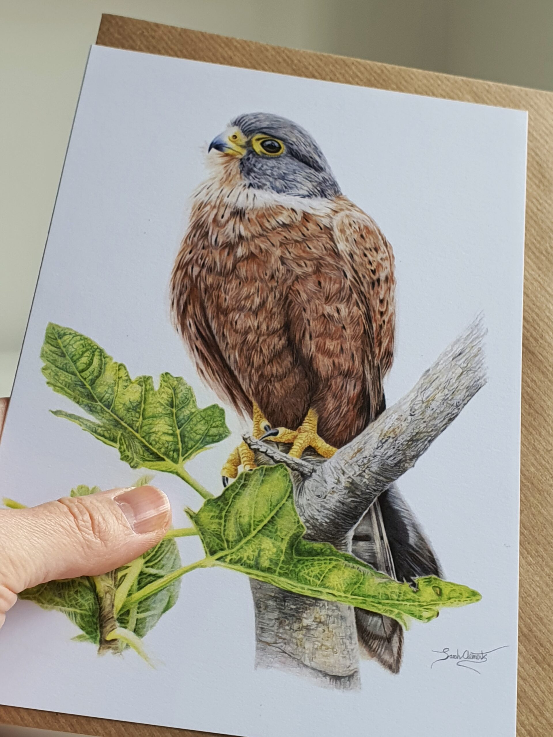 'Kestrel' - Blank Greeting Card - Picture from Original Drawing - 15 x 21 cm