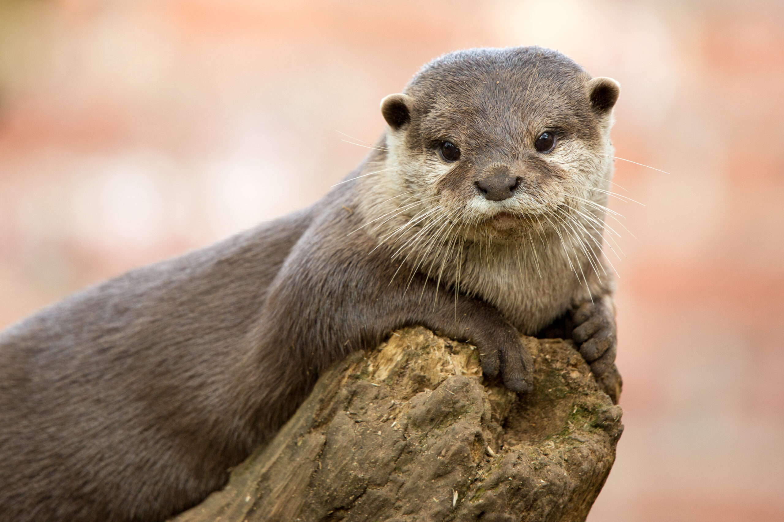 ---SOLD OUT---Otter coloured pencil workshop