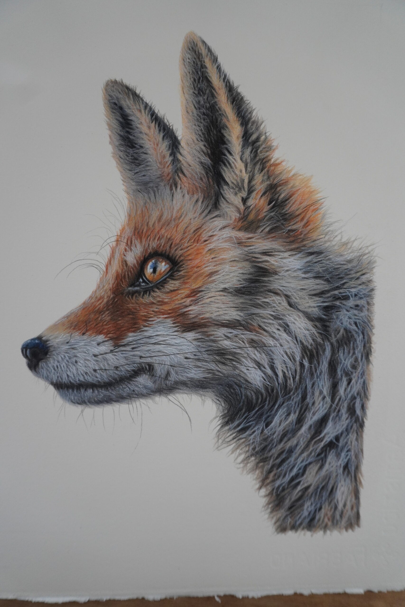 Fox & Butterfly